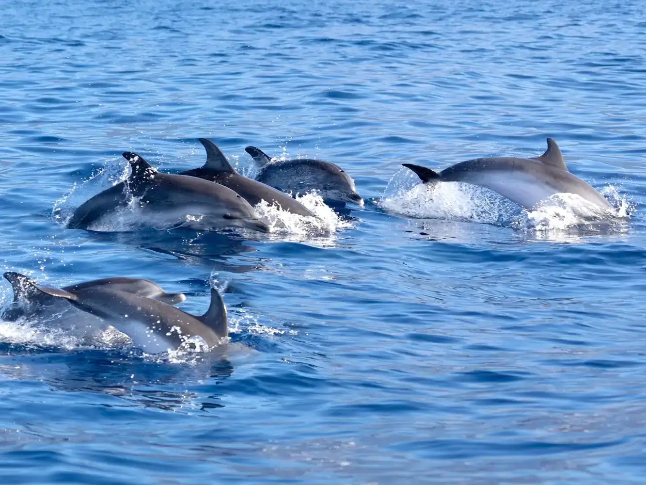 trips.dolphins.title